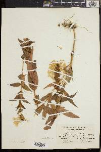 Phlox maculata image