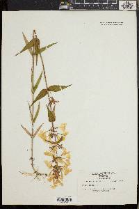 Phlox maculata image
