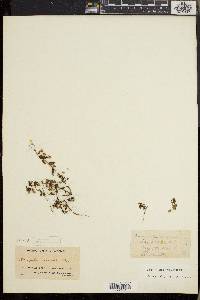 Lysimachia arvensis image