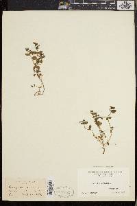 Lysimachia arvensis image
