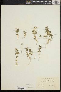 Lysimachia arvensis image