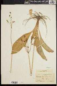 Dodecatheon meadia image