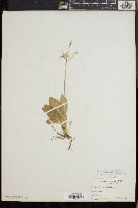 Dodecatheon amethystinum image