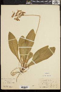Dodecatheon meadia image