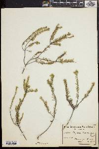 Phylica lasiocarpa image