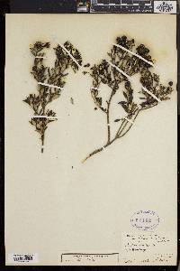 Phylica oleifolia image