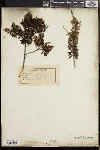 Phylica paniculata image