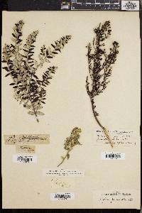 Phylica paniculata image