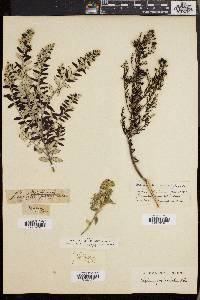 Phylica paniculata image