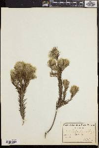 Phylica plumosa image