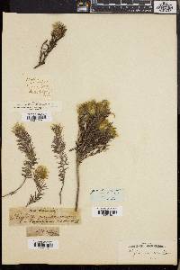 Phylica plumosa image