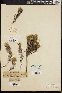 Phylica plumosa image