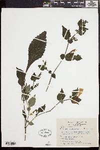 Strobilanthes cusia image