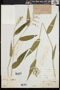 Dichanthelium latifolium image
