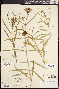 Asclepias angustifolia image