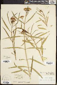 Asclepias angustifolia image