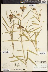Asclepias angustifolia image