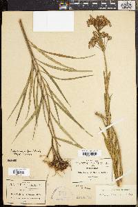 Asclepias fascicularis image