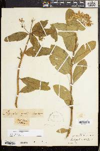 Asclepias viridis image