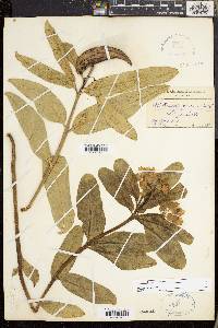 Asclepias viridis image