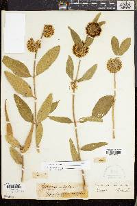Asclepias viridiflora image