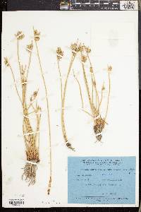 Cyperus laevigatus image