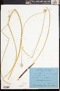 Cyperus laevigatus image