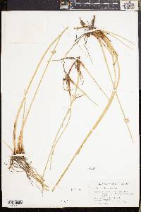 Cyperus laevigatus image