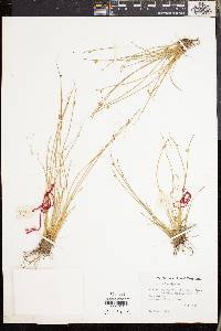 Cyperus laevigatus image