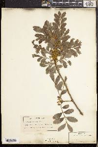 Hippobromus pauciflorus image