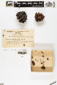 Pinus echinata image