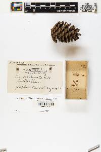 Pinus echinata image