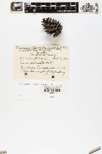 Pinus echinata image
