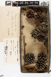 Pinus echinata image