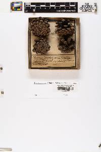 Pinus densiflora image