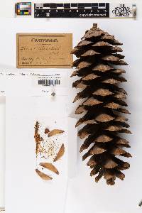Picea abies image