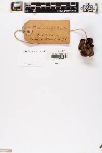 Pinus edulis image