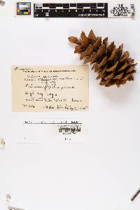 Pinus flexilis image