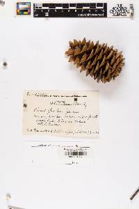 Pinus flexilis image