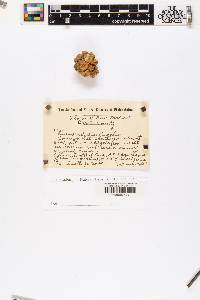 Pinus edulis image