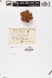 Pinus edulis image