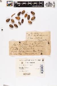 Pinus edulis image