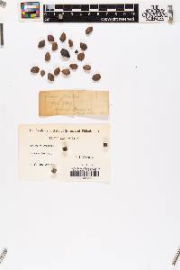 Pinus flexilis image