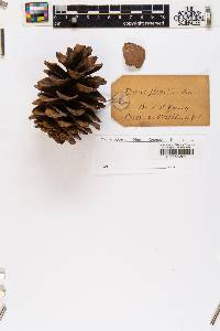 Pinus flexilis image