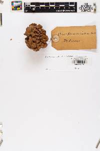 Pinus monophylla image