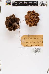 Pinus monophylla image