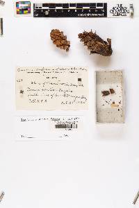 Pinus edulis image