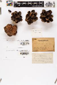Pinus flexilis image