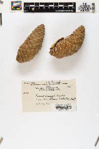 Pinus greggii image