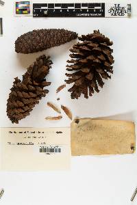 Pinus heterophylla image